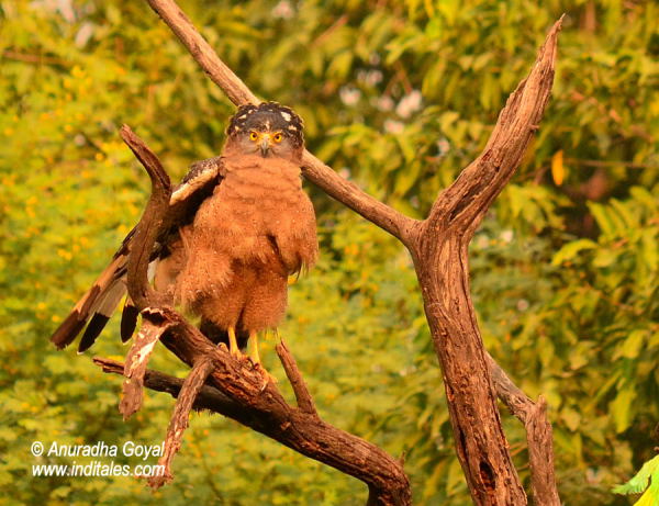 Crested Serpent Eagle bird