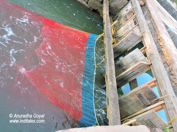 Fishing Net in action at the village backwaters