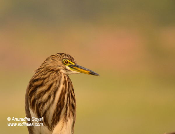 Indian Pond Heron bird at Bharatpur Bird Sanctuary