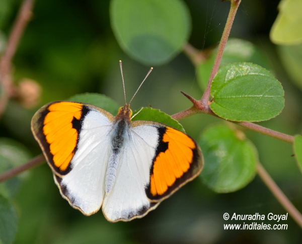 Ixias Marianne or the White Orange Tip butterfly at Bharatpur Bird Sanctuary