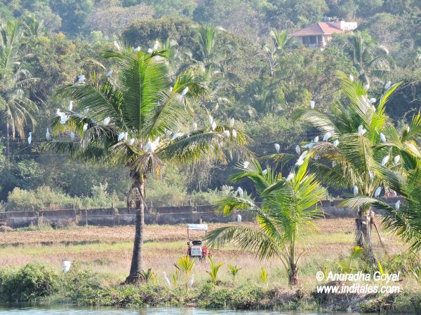 Landscape of the village