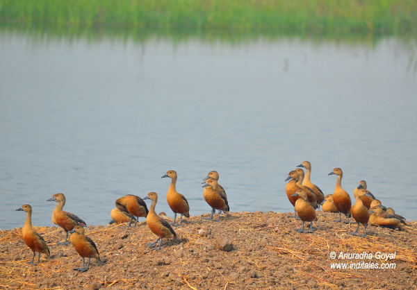 Lesser Whistling Ducks at Bharatpur Bird Sanctuary