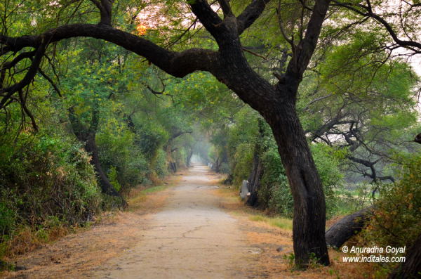 Pathways at Bharatpur Bird Sanctuary