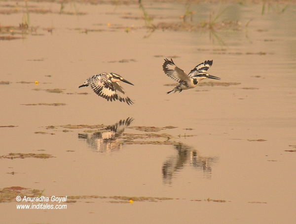 Pied Kingfishers birds in-flight at Bharatpur Bird Sanctuary