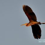 Purple Heron in-flight