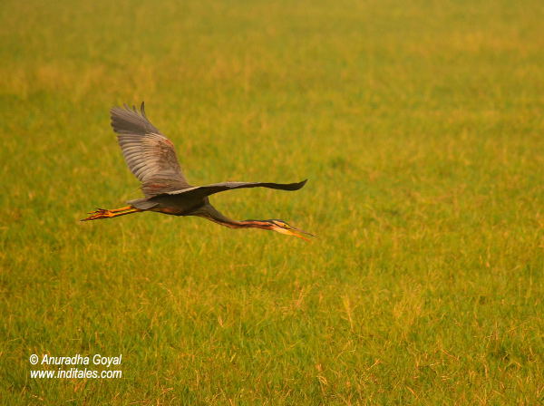 Purple Heron bird in-flight