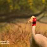 Saras Crane the tallest bird