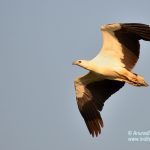 White-bellied Sea Eagle in-flight