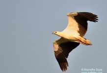 White-bellied Sea Eagle in-flight