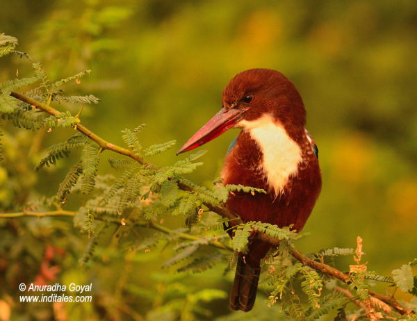 White-throated Kingfisher bird