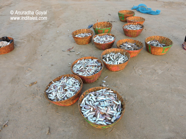 Baskets of Fish and Crabs at South Goa beaches