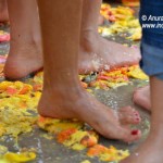 Cashew fruit stomping