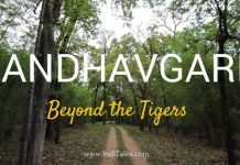 Bandhavgarh National Park beyond tigers