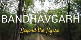 Bandhavgarh National Park beyond tigers