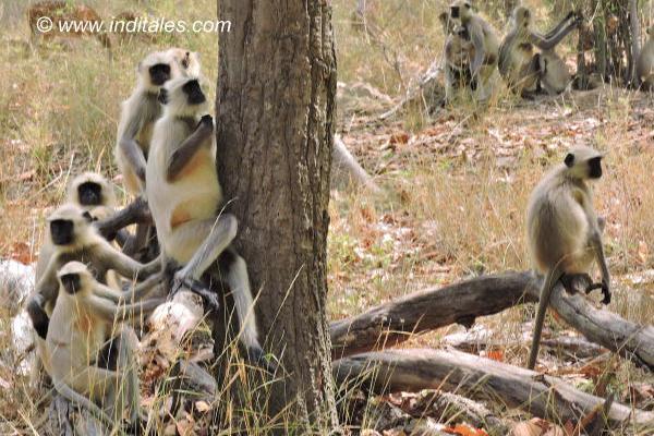 Black-faced monkeys at Bandhavgarh