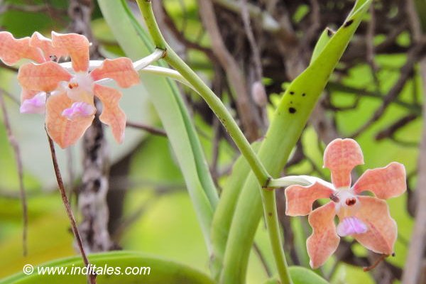 Orchid flowers at Bandhavgarh National Park