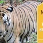 Tiger at Kanha National Park