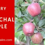 Story of Himachal Apple