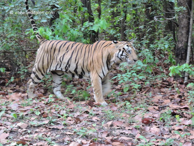 Munna the rock star Tiger marking his territory at Kanha national park