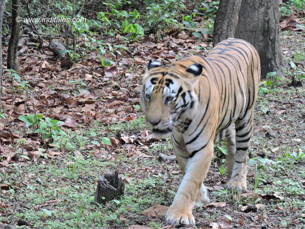 Tiger Munna moves on