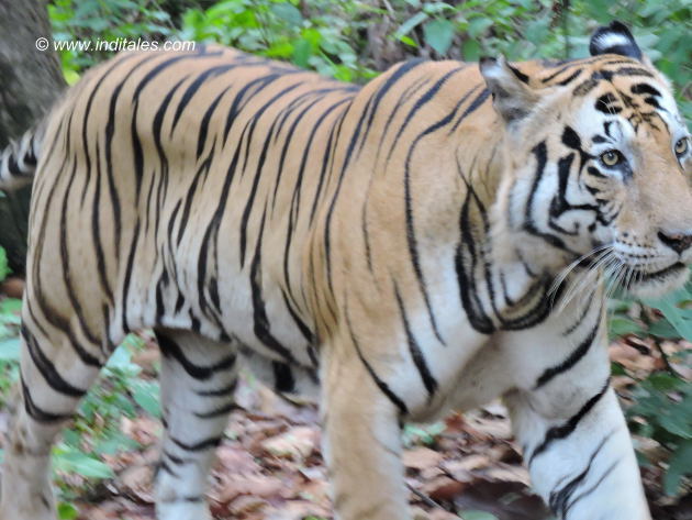 Munna strolls unmindful of humans