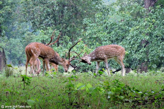 Spotted Deer's locking Horns at Kanha National Park