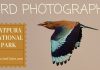 Indian Roller Bird Photography