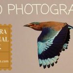 Indian Roller Bird Photography