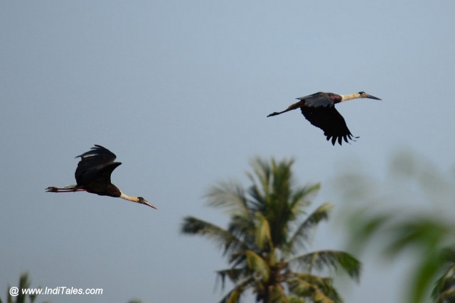 Pair of birds ascending with a coconut tree in the background