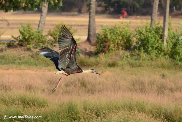 Woolly-necked Stork Take-off from the shallow backwaters of Mandovi river