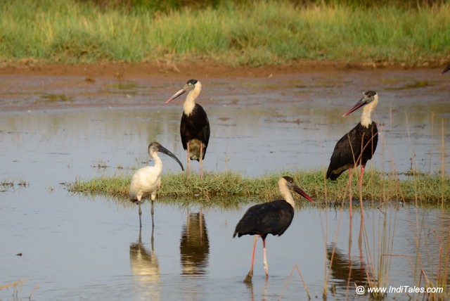 Woolly-necked Stork with Black-headed Ibis