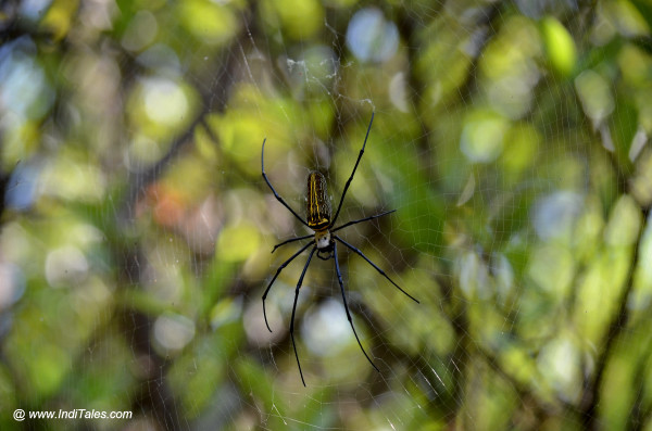 Giant Spider at Chorla Ghat, Goa