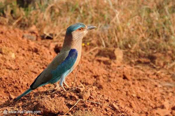 Indian Roller bird en route to Chorla Ghat