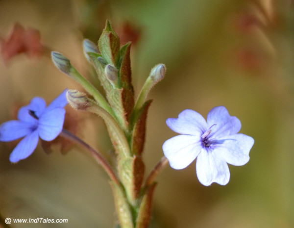 Wild Flowers at Chorla Ghat