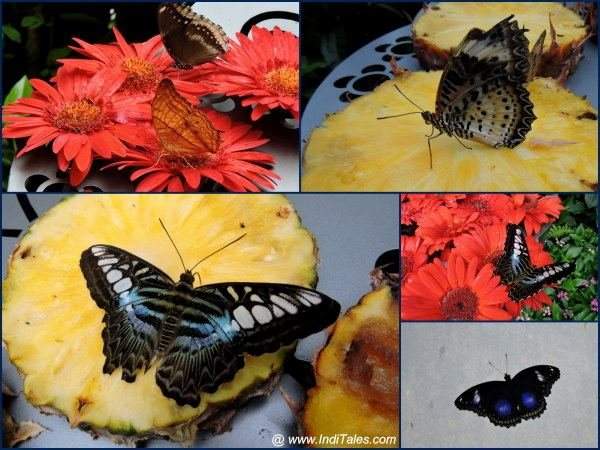 A collage of Butterflies at Butterfly Garden