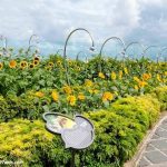 Sunflower Garden at Terminal 2