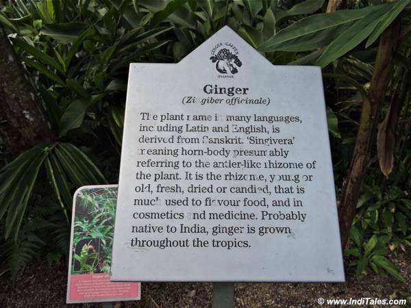 Board explaining the genealogy of Ginger