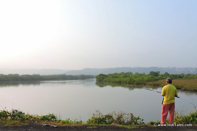 Fishing by Mandovi backwaters at Divar Island