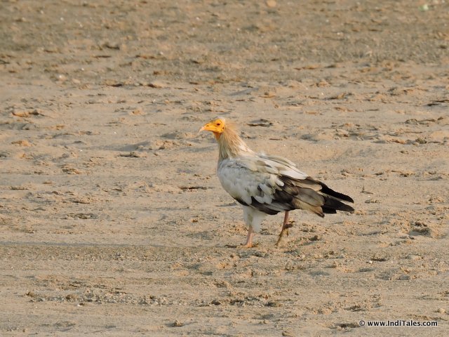 Egyptian Vulture Bird