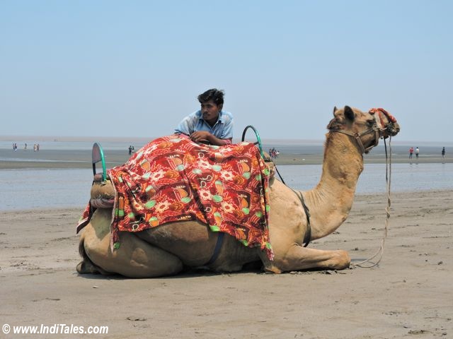 Camel ride