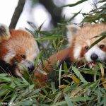 Red Panda's at Padmaja Naidu Himalayan Zoological Park, Darjeeling