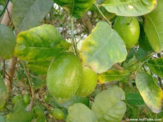 Gondhoraj - Bengal's favorite lime at ITC Sonar, Kolkata