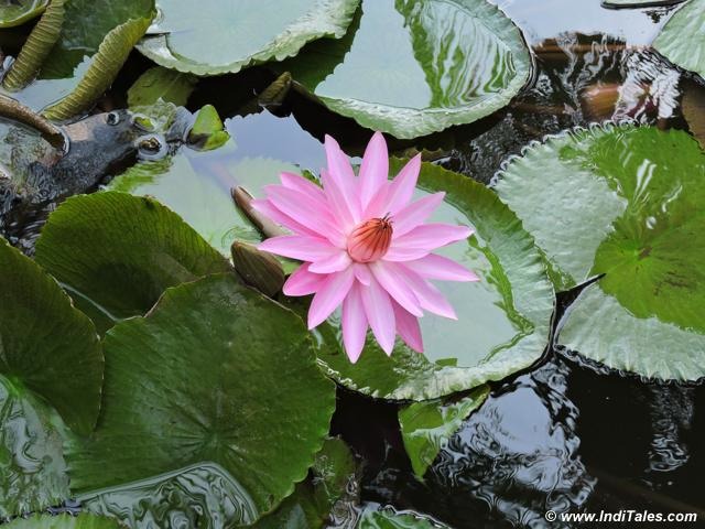 Shapala - or the water Lily