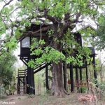 Luxury Tree House at Pench National Park