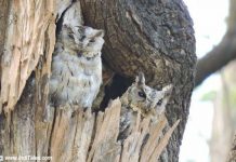 Indian Scops Owl - Birds of Pench National Park