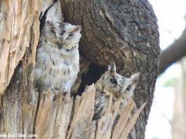 Indian Scops Owl - Birds of Pench National Park