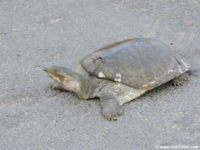 Tortoise taking a walk 