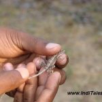 Naturalist with a lizard in hand