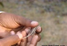 Naturalist with a lizard in hand