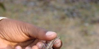 Naturalist with a lizard in hand